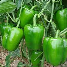 Green Capsicum Bell Pepper Capsicum annuum seeds for planting